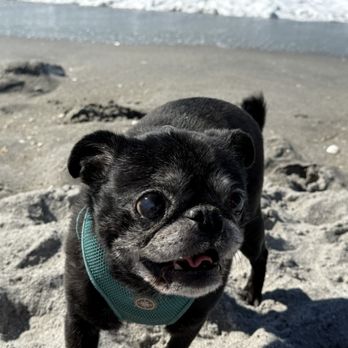 Brohard Paw Park & Beach - Dog Parks Near Me - Venice, Florida