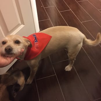 PetSmart - Our cairn terrier got a buzz cut. - Pet Training Near Me - Avondale, Arizona PetSmart - Our cairn terrier got a buzz cut. - Pet Training Near Me - Avondale, Arizona