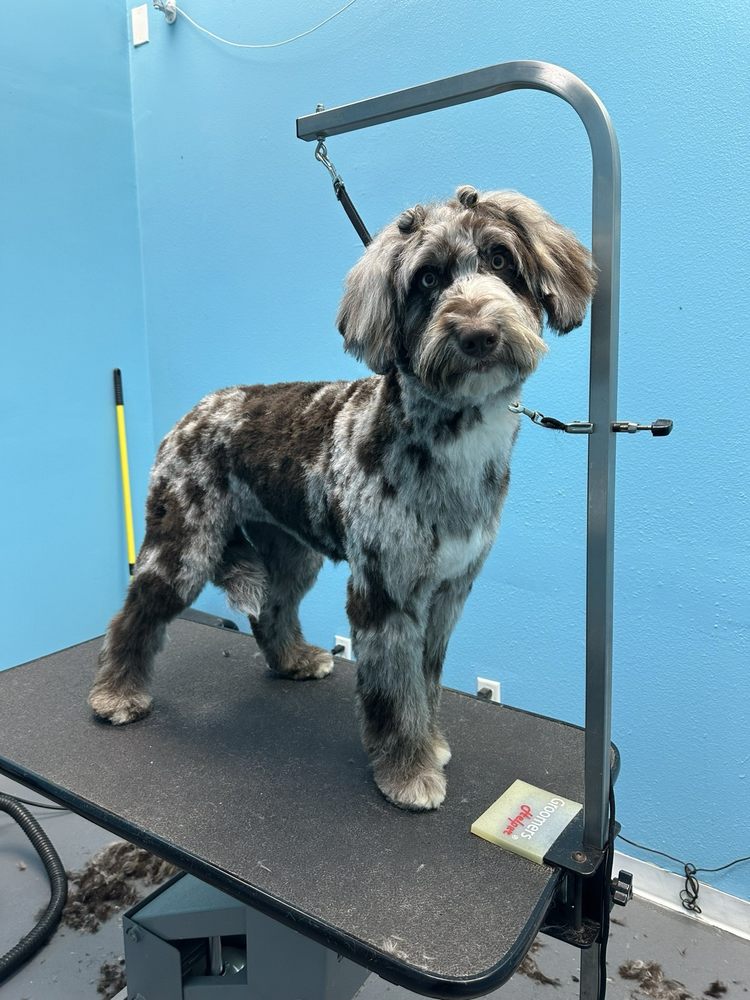 Furry Friends Retreat - pet boarding facility in Riverview, FL