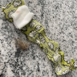 Bethel Mill Animal Hospital - Bandage from blood draw