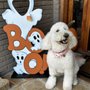 Only Paws Mobile Grooming