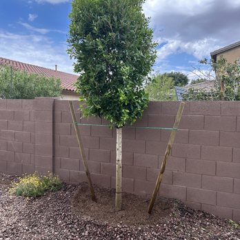 Moon Valley Nurseries - New ficus tree - Nurseries & Gardening Near Me - Queen Creek, Arizona Moon Valley Nurseries - New ficus tree - Nurseries & Gardening Near Me - Queen Creek, Arizona