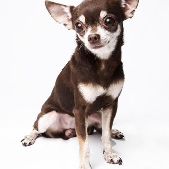 Chinatics - Pet Boarding Near Me - Austin, Texas Chinatics - Pet Boarding Near Me - Austin, Texas