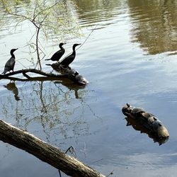 Haddon Lake Park - Wildlife