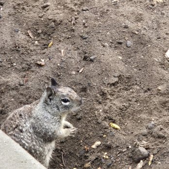 Buccaneer Park - Tons of squirrels - Parks Near Me - Oceanside, California