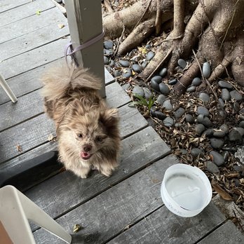 Blackfin Bistro - Dog friendly - Seafood Near Me - Key West, Florida