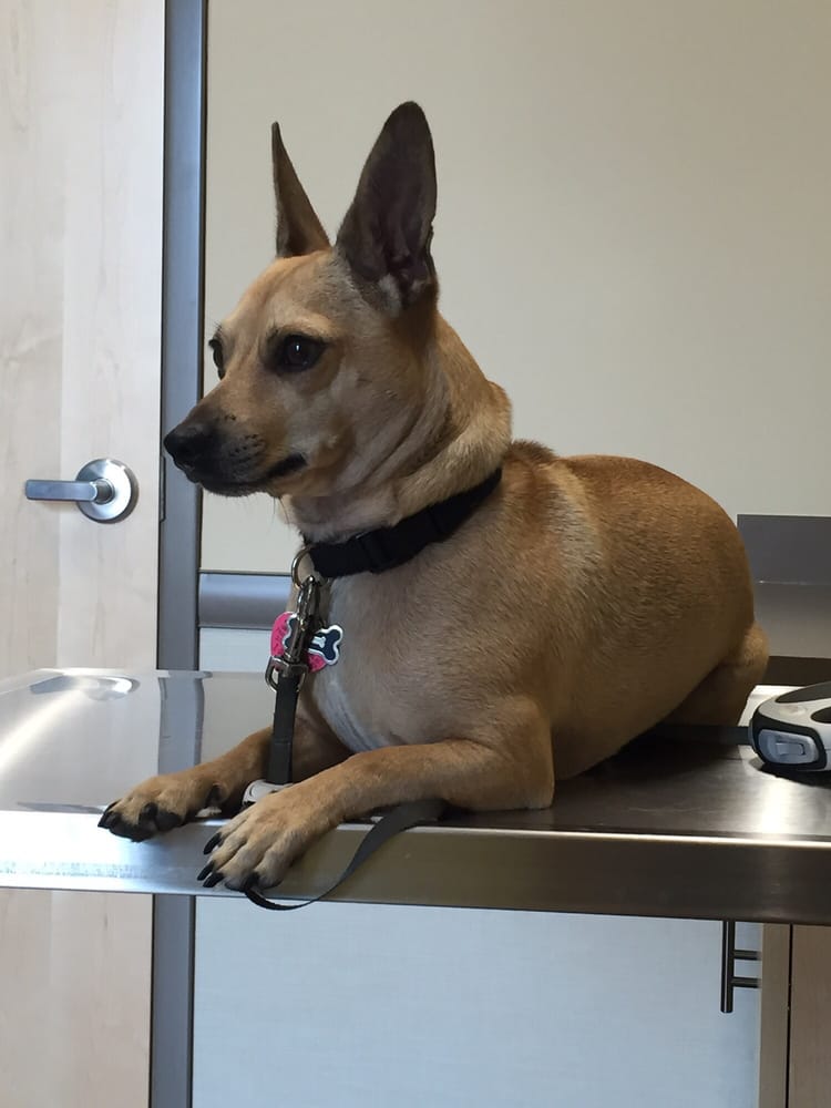 YELLOW DOG VETERINARY CLINIC Updated August 2024 18 Reviews 14570 River Rd, Carmel