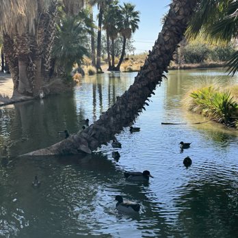 Agua Caliente Park - Parks Near Me - Tucson, Arizona