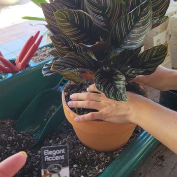 LaFleur Plants + Botanics - Included with your plant purchase you get your plant repotted as well as add some moss! - Indoor Landscaping Near Me - Tucson, Arizona LaFleur Plants + Botanics - Included with your plant purchase you get your plant repotted as well as add some moss! - Indoor Landscaping Near Me - Tucson, Arizona