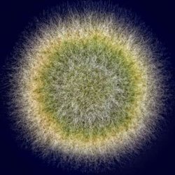 Envirocheck NW - Mold