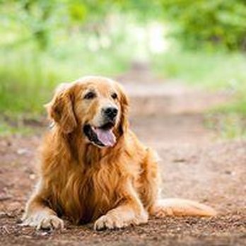 Treats on a Leash - Pet Stores Near Me - Ames, Iowa Treats on a Leash - Pet Stores Near Me - Ames, Iowa