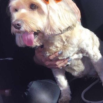Barking Beauties Mobile Salon - Pet Groomers Near Me Barking Beauties Mobile Salon - Pet Groomers Near Me