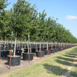Hope Valley Tree Farm - Live Oaks are still the best seller in central Texas.