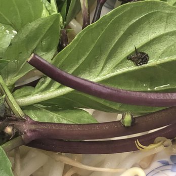Pho 97 One - The basil leaves for my pho...the black thing looked like a bug, but I could be wrong. - Vietnamese Near Me - Kapolei, Hawaii Pho 97 One - The basil leaves for my pho...the black thing looked like a bug, but I could be wrong. - Vietnamese Near Me - Kapolei, Hawaii