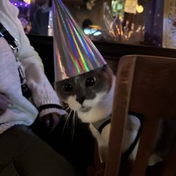 St Joe's Bar - Slinky the Cat