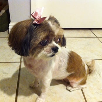Messy Mutt - This is Maxxie after being groomed at The Messy Mutt! - Pet Groomers Near Me Messy Mutt - This is Maxxie after being groomed at The Messy Mutt! - Pet Groomers Near Me
