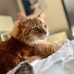 Cat Sitting by Susan