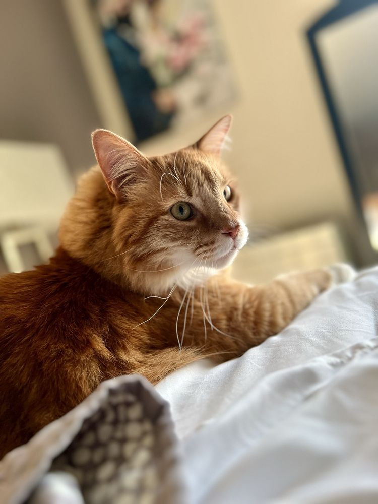 Cat Sitting by Susan