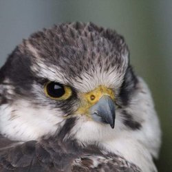 World of Wings Birds of Prey Centre - Jake, our male Lugger Falcon