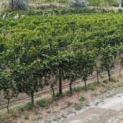 Vineyard at the winery