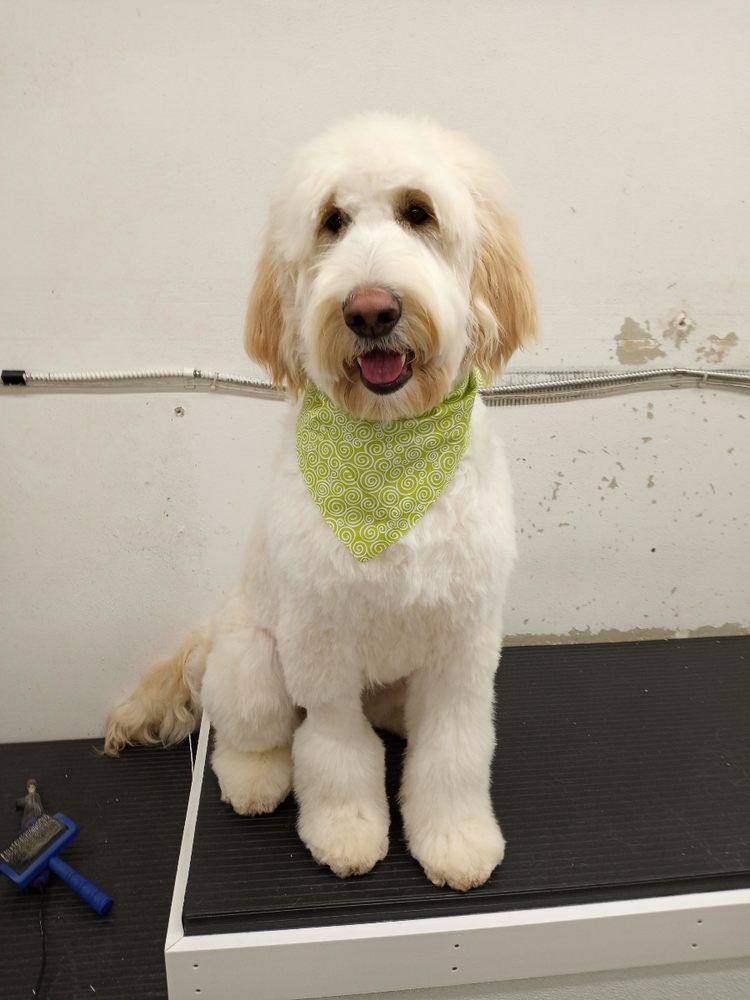 JUST GREAT GROOMING Updated August 2024 67 Photos & 18 Reviews