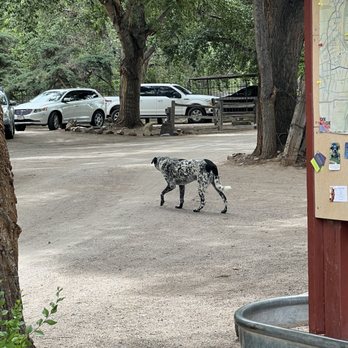 Bike In Coffee - Farm dog - Coffee & Tea Near Me - Albuquerque, New Mexico Bike In Coffee - Farm dog - Coffee & Tea Near Me - Albuquerque, New Mexico