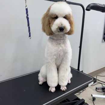 Oops Pet - Pet Groomers Near Me - Irvine, California Oops Pet - Pet Groomers Near Me - Irvine, California