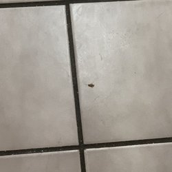 Variedades El Salvador - Cockroaches