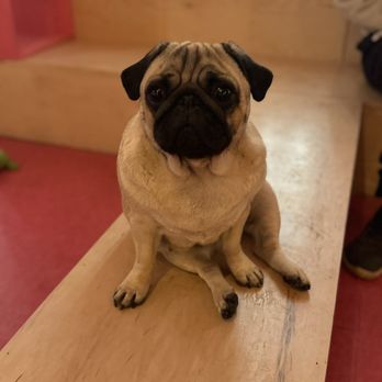Cuppa Pug - Themed Cafes Near Me - Escondido, California Cuppa Pug - Themed Cafes Near Me - Escondido, California