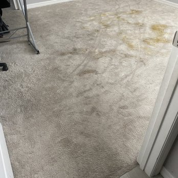 Clean Touch Carpet Cleaning - Pet accident - Carpet Cleaning Near Me Clean Touch Carpet Cleaning - Pet accident - Carpet Cleaning Near Me