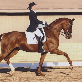 Kimberly Dobin Dressage - Kimberly Dobin showing at USDF CDS CHAMPIONSHIP to win reserve champion at 4th level - Horse Boarding Near Me - Moorpark, California Kimberly Dobin Dressage - Kimberly Dobin showing at USDF CDS CHAMPIONSHIP to win reserve champion at 4th level - Horse Boarding Near Me - Moorpark, California