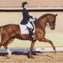 Photo of Kimberly Dobin Dressage