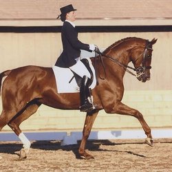 Kimberly Dobin Dressage - Kimberly Dobin showing at USDF CDS CHAMPIONSHIP to win reserve champion at 4th level