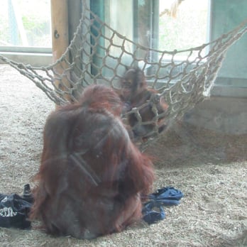 Phoenix Zoo - Baby orangutan and mommy :) Precious! - Zoos Near Me - Phoenix, Arizona Phoenix Zoo - Baby orangutan and mommy :) Precious! - Zoos Near Me - Phoenix, Arizona