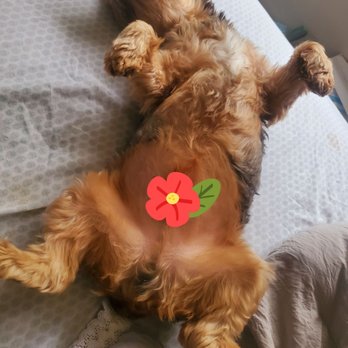 Battery Park - This is my yorkie, exhausted afted walking around Battery Park - Landmarks & Historical Buildings Near Me - New Castle, Delaware