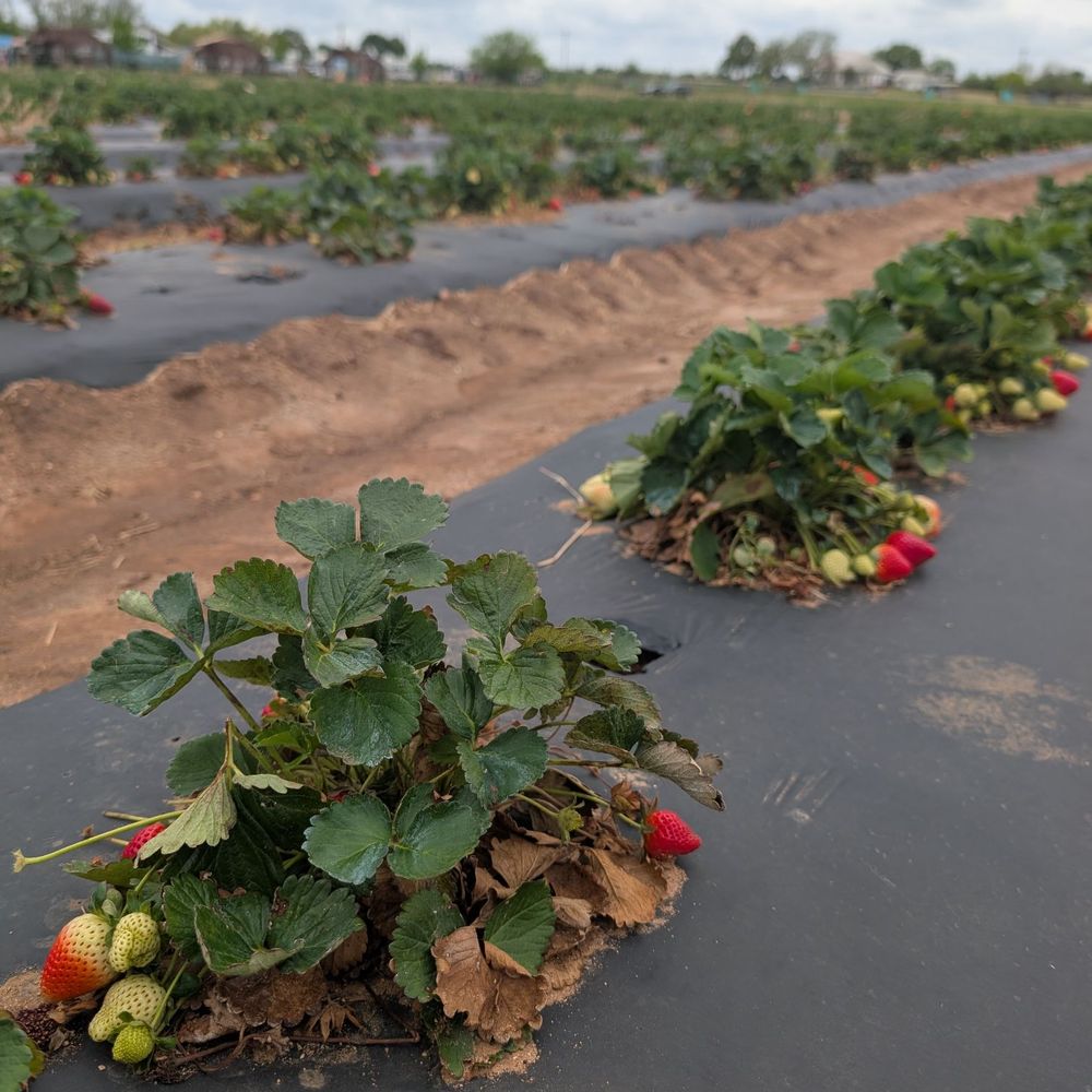 Sweet Berry Farm - Attraction Farms Near Me - Marble Falls, Texas