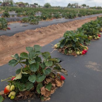 Sweet Berry Farm - Attraction Farms Near Me - Marble Falls, Texas Sweet Berry Farm - Attraction Farms Near Me - Marble Falls, Texas