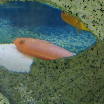 PetSmart - Hope your happy killing my fish. Maybe you should train your staff on how to clean. - Pet Training Near Me - Oak Creek, Wisconsin