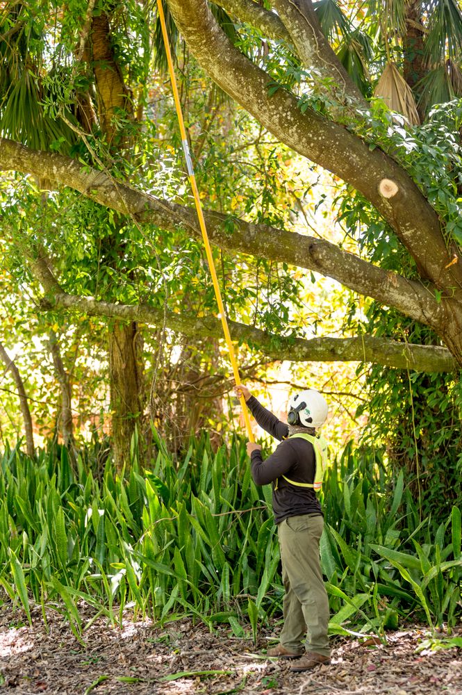 Arborguard Tree Specialists - tree service in Avondale Estates, GA