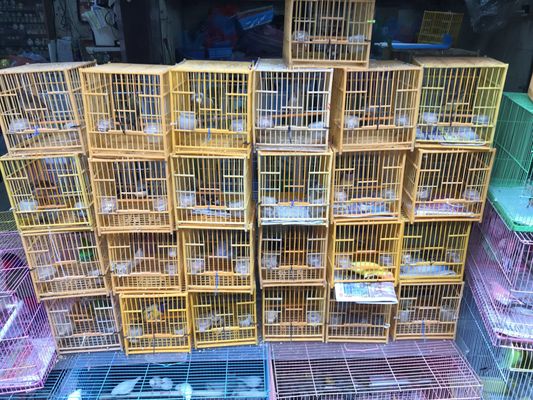 Yuen Po Street Bird Garden by null