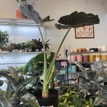 Nodest Home Plants - Home Decor Near Me - Omaha, Nebraska Nodest Home Plants - Home Decor Near Me - Omaha, Nebraska