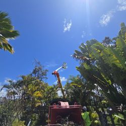 Shaka Tree Care