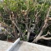 Progressive Tree Care gift card