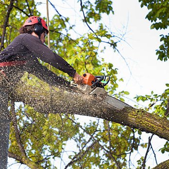 B&B Tree Service - Tree Services Near Me - Mio, Michigan B&B Tree Service - Tree Services Near Me - Mio, Michigan