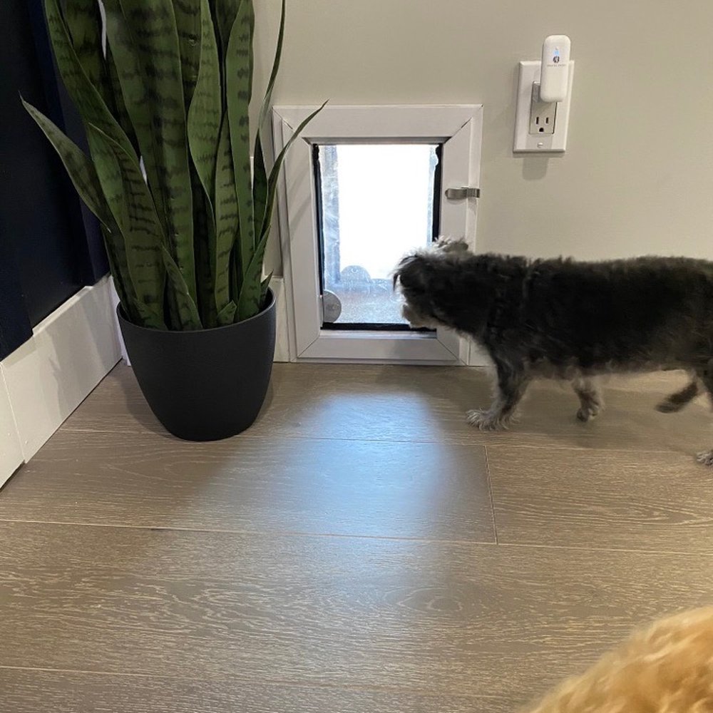JGM Pet Doors - Dog checking out the newly installed dog door inside the house - Pet Services Near Me - Surprise, Arizona JGM Pet Doors - Dog checking out the newly installed dog door inside the house - Pet Services Near Me - Surprise, Arizona
