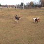 Photo of Byerly Bark Dog Park