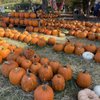 Ritter's Cider Mill gift card
