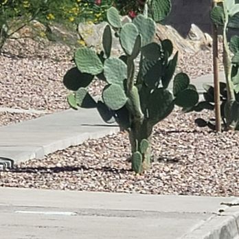 Viva Lv Tours - Boulder city cactus - Wine Tours Near Me - Las Vegas, Nevada Viva Lv Tours - Boulder city cactus - Wine Tours Near Me - Las Vegas, Nevada