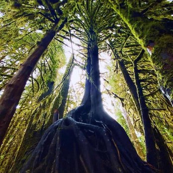 Hoh Rainforest - Hiking Near Me - Forks, Washington Hoh Rainforest - Hiking Near Me - Forks, Washington