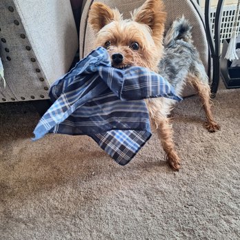 Ginas Pooch Paradise - Henry stealing a handkerchief! - Pet Groomers Near Me - Drexel Hill, Pennsylvania Ginas Pooch Paradise - Henry stealing a handkerchief! - Pet Groomers Near Me - Drexel Hill, Pennsylvania